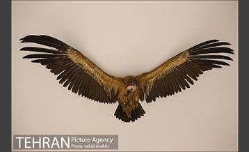 موزه طبیعت و حیات وحش دارآباد 24