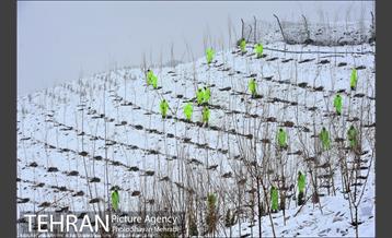 مراسم روز درختکاری با حضور شهردار تهران و رئیس مجلس 37