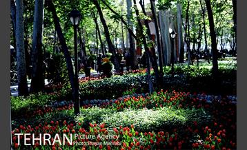 رویش گل های لاله در باغ ایرانی 12