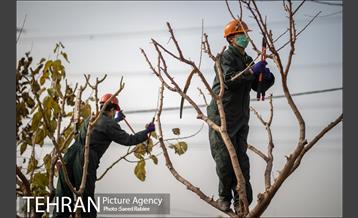 آغاز فصل هرس درختان- 2