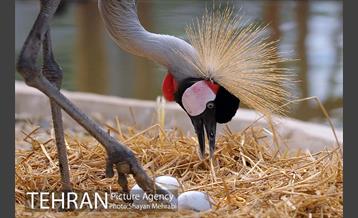 باغ پرندگان 12