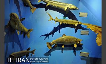 موزه حیات وحش پردیسان 13