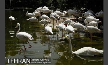 باغ پرندگان تهران 21