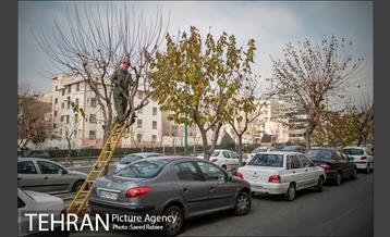 آغاز فصل هرس درختان 23