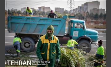 آغاز فصل هرس درختان- 2