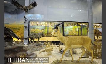 موزه حیات وحش پردیسان 2