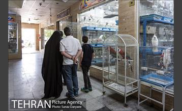 مرکز خرید و فروش پرندگان زینتی غرب تهران (خلیج)  7