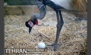 باغ پرندگان تهران 21