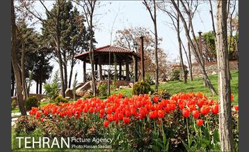 لاله های باغ راه فدک  11