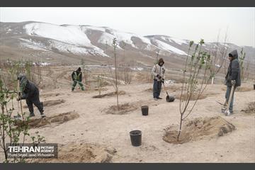آیین روز درخت‌کاری و پایان پروژه کاشت ۲۵۰۰ هکتار کمربند سبز پایتخت  7