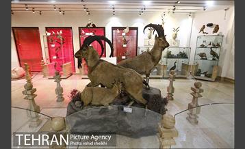 موزه طبیعت و حیات وحش دارآباد 18