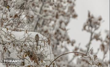 روایت مه‌و‌برف در بوستان سنگی تهران  41