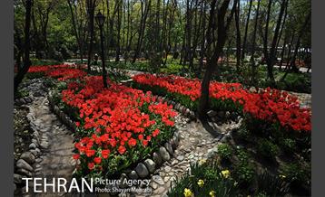 رویش گل های لاله در باغ ایرانی 20