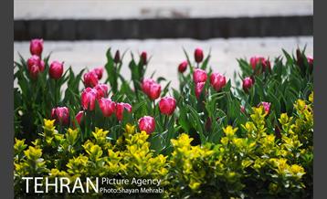 رویش گل های لاله در باغ ایرانی 25