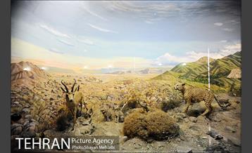 موزه حیات وحش هفت چنار 38