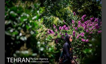 گل های توری 19