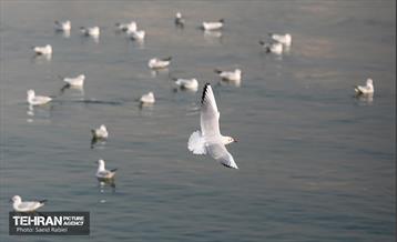 پرندگان مهاجر دریاچه چیتگر 47