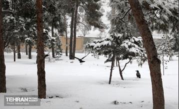 روز برفی در منطقه 8