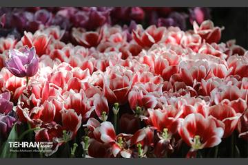 بازدید اصحاب رسانه از باغ ایرانی 11