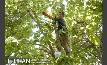 فصل برداشت توت از باغات سولقان 22