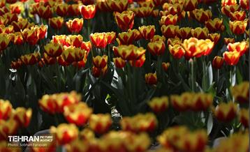 باغ ایرانی میزبان لاله‌ها 36
