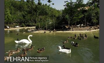 باغ پرندگان تهران 2