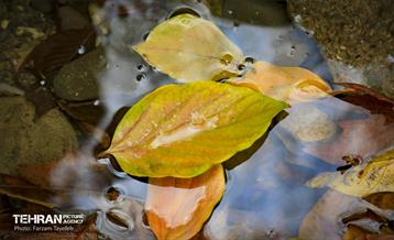 گذرگاه های پاییزی پایتخت - منطقه 5