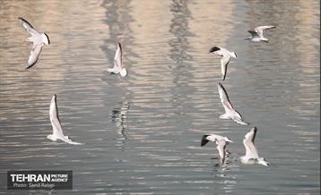 پرندگان مهاجر دریاچه چیتگر 18