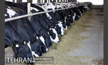 بوی نامطبوع در مسیر فرودگاه امام خمینی(ره) 29