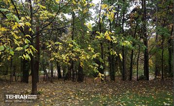 طبیعت پاییزی مجموعه فرهنگی تاریخی سعدآباد  23