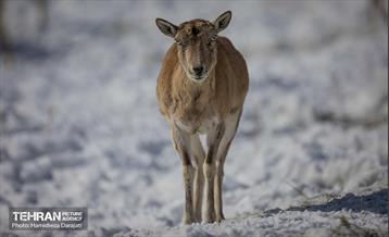 حیات وحش تهران  26