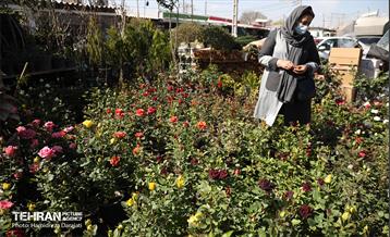 بازار گل محلاتی  47