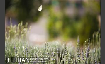 بوستان تندرستی 8