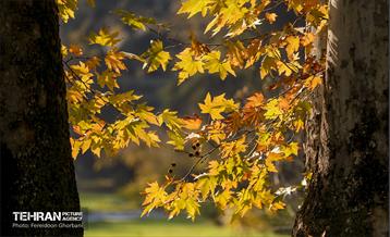 سمفونی رنگ های پاییزی - کاخ سعدآباد 22