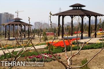 باغ گل لاله های ایرانی در بوستان آبشار تهران‎ 32