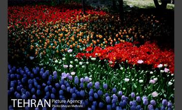 پیاده راه لاله مادران 6