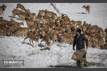 حیات وحش تهران  5