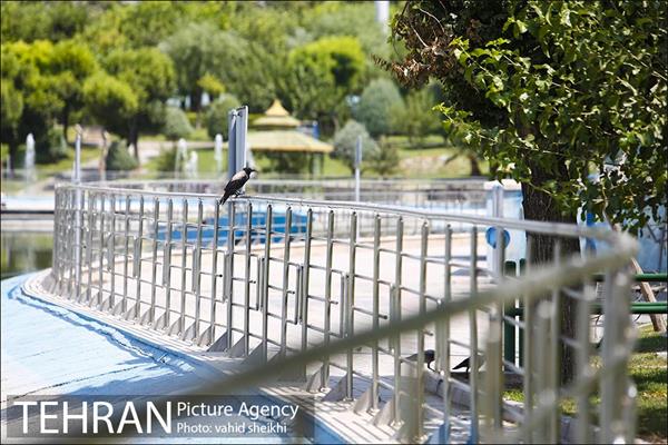 بوستان المهدی 4