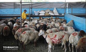 بازدید از مرکز عرضه بهداشتی دام ویژه عید قربان 51