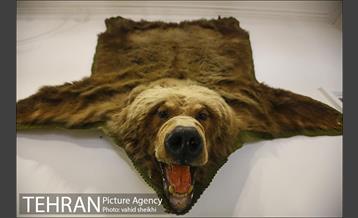 موزه طبیعت و حیات وحش دارآباد 8