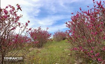 بهار ارغوانی 7