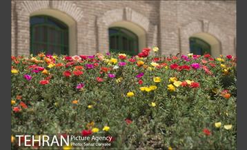 بوستان شفق‎ 5