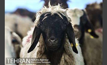 بازدید شهردار تهران از جایگاه های عرضه دام بهداشتی 17