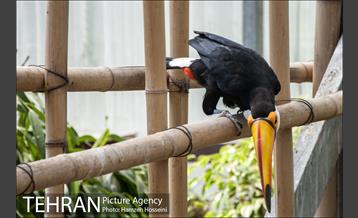 باغ پرندگان تهران 14