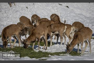 حیات وحش تهران  49