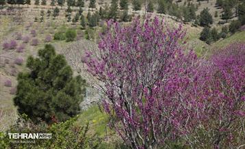 هوای بهاری منطقه 5 25