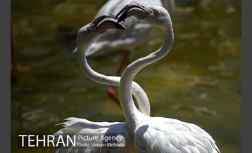 باغ پرندگان 31