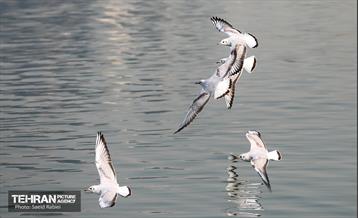 پرندگان مهاجر دریاچه چیتگر 17