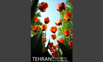 رویش گل های لاله در بوستان ملت 8