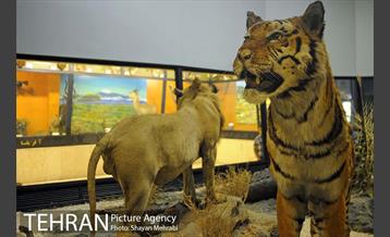 موزه حیات وحش پردیسان 16